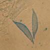 aurantius