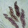 viridis