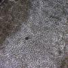 graminum