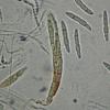 arundinacea