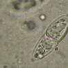 flavovirens