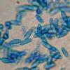 grammicospora