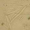 clavispora