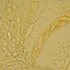 sepium