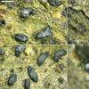 viridipruinosa