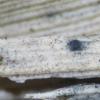 leptospora