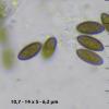leptospora
