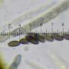 leptospora
