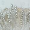 oblongispora
