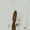 pileata