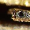 massarioides