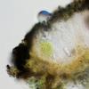 hillmanniana