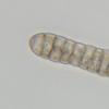 propolidoides