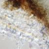 propolidoides