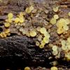 subpallida