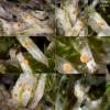 hypothallina
