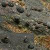 flumineum