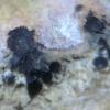 spodiaea