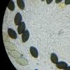 tetraspora