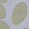 ovalispora