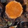 stercoraria