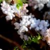 carneum