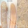 atrovirens