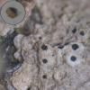 foveolatum