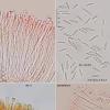 foveolaris