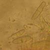 ganymede