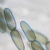 leptospora