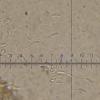 strigosum