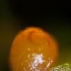suboperculata