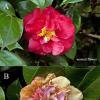camelliae
