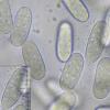 macrosporum