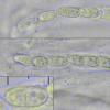 melogrammae