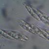 arnstadtiensis
