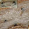 palustris