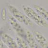 microspora
