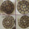 perelegans