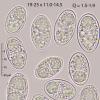 insignis