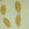 fraxinii