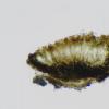 thallicola