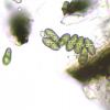 protoblasteniae