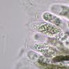 protoblasteniae