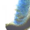 protoblasteniae