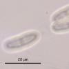 berberidicola