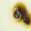 macrosporum