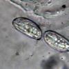 domingensis 