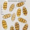 shepherdiae
